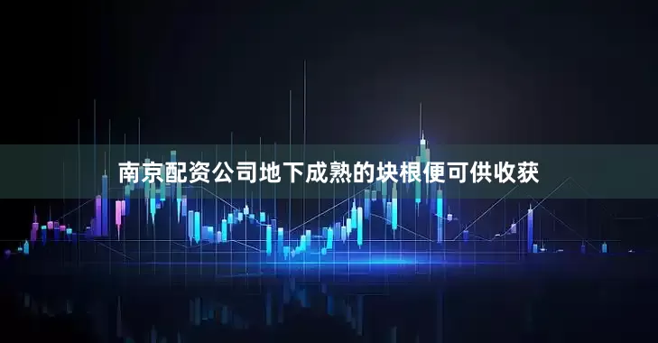 南京配资公司地下成熟的块根便可供收获